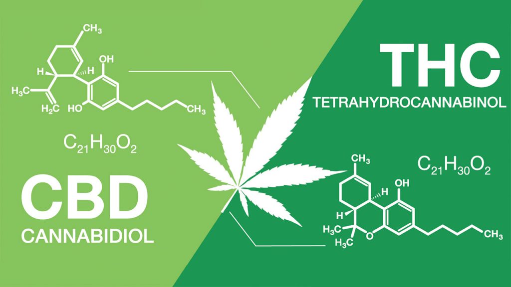 สาร THC และ CBD แตกต่างกันอย่างไร - CBD Oil Thailand, CBD Oil Thailand ...